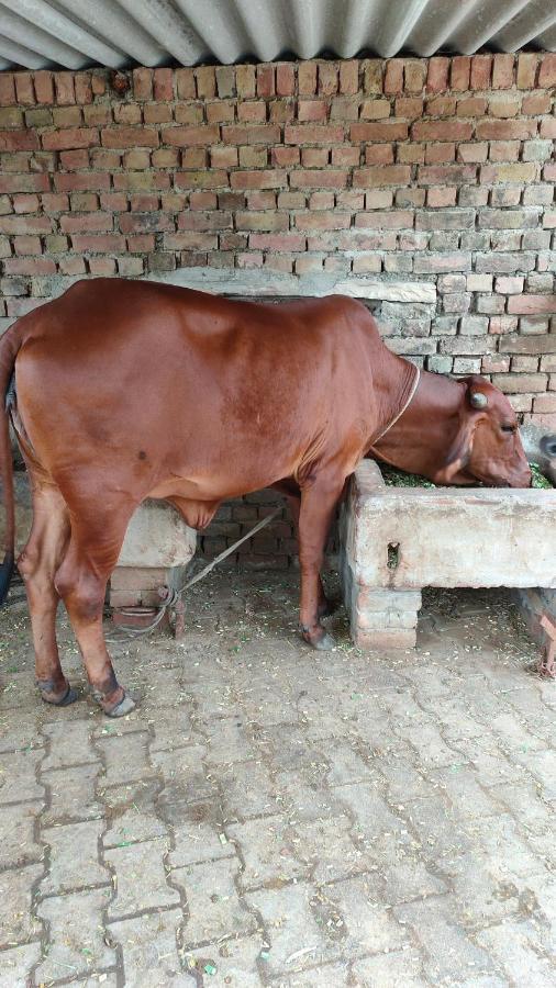 Royal Farm Bharatpur Daire Dış mekan fotoğraf