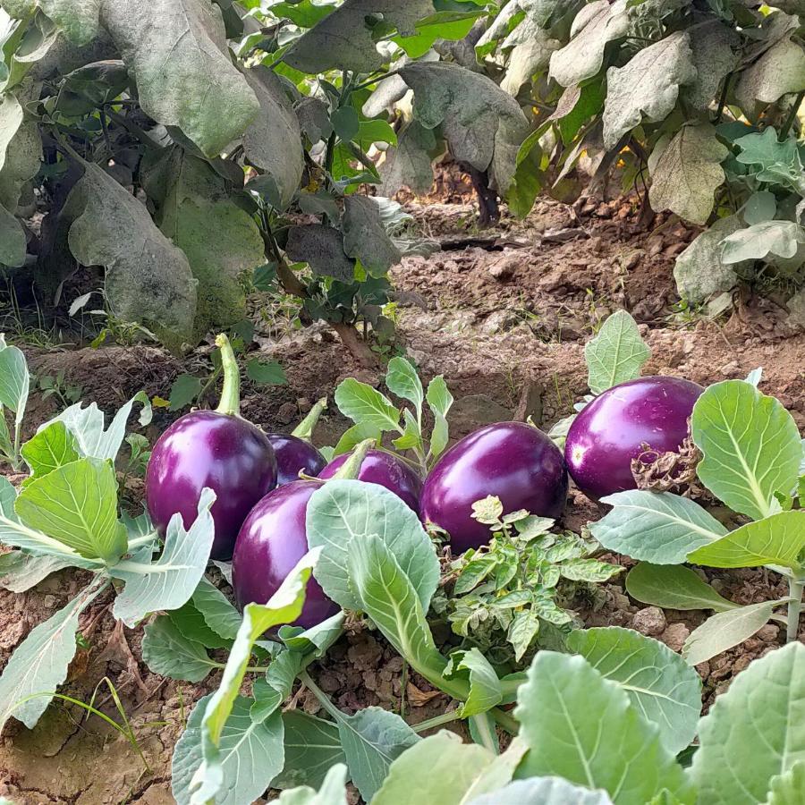 Royal Farm Bharatpur Daire Dış mekan fotoğraf