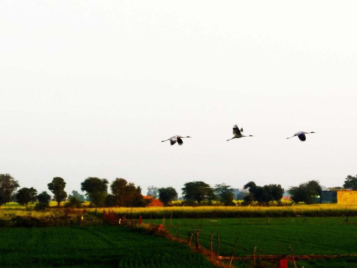 Royal Farm Bharatpur Daire Dış mekan fotoğraf